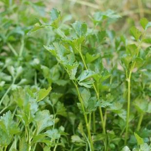 【自种菜福利做到春节】农家老品种香芹茎杆和叶子都可以吃