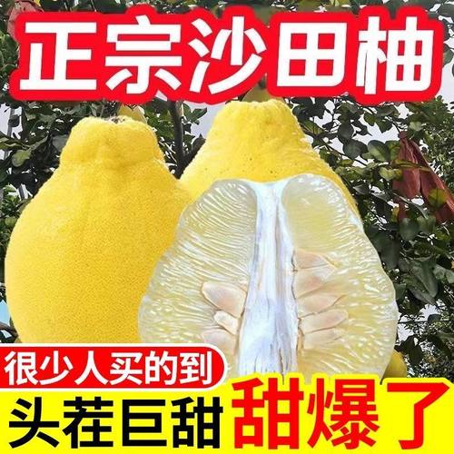 【纯甜无酸】正宗梅州沙田柚新鲜柚子沙田柚白心柚水果梅县金柚子
