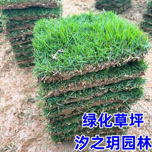 四季青马尼拉庭院绿化耐寒草坪