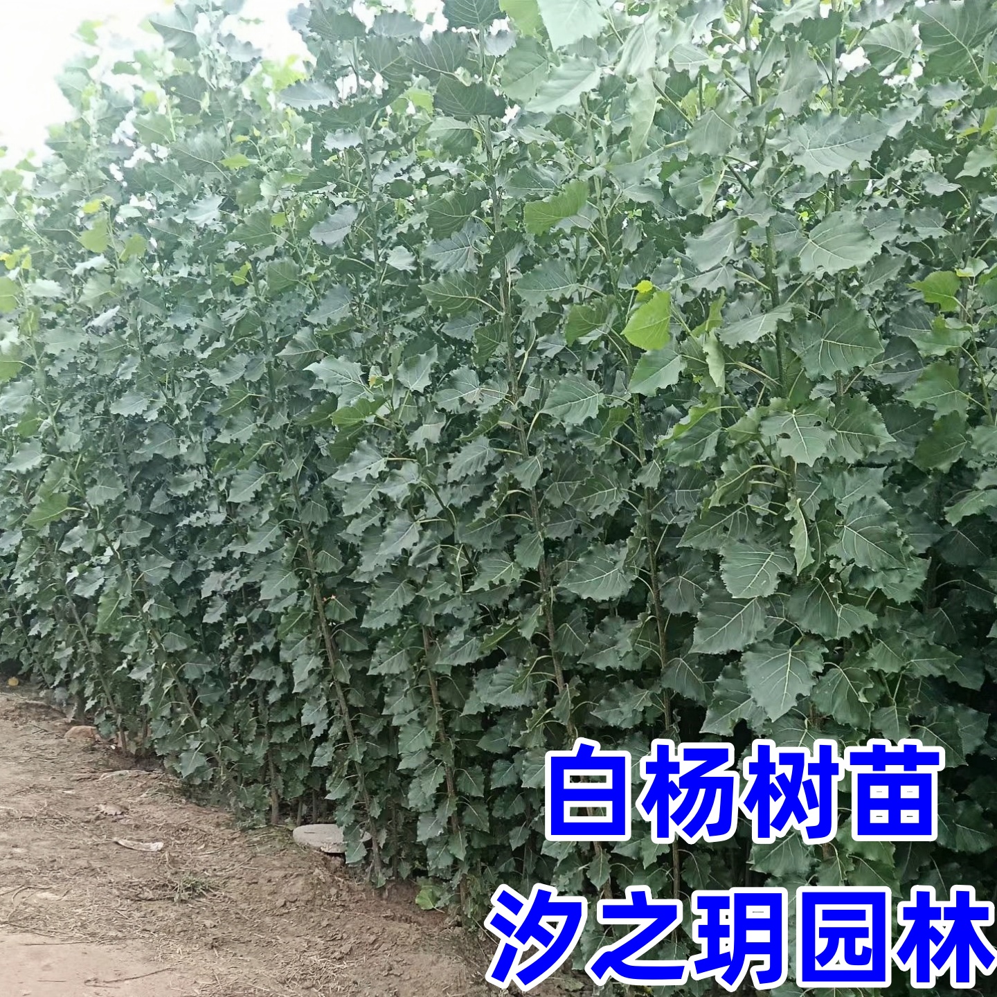 白杨树苗占地拆迁白杨树