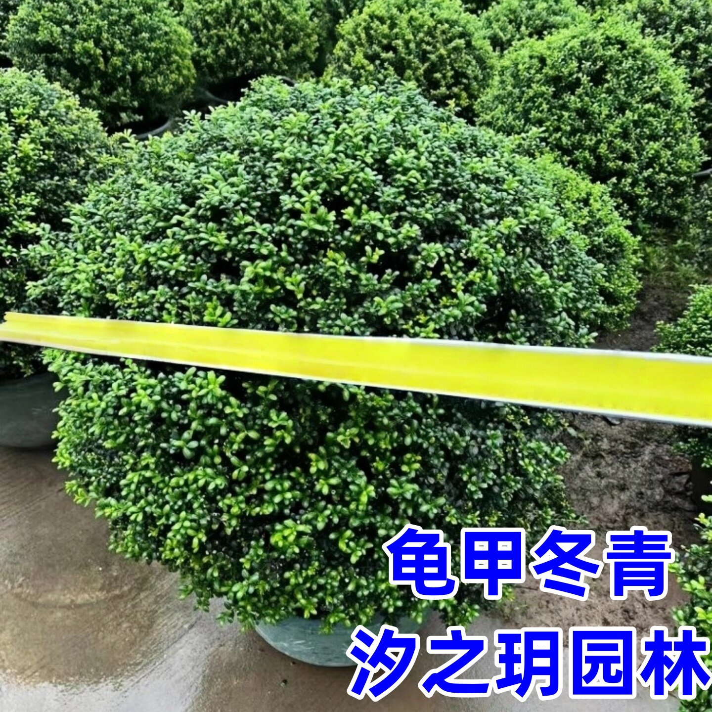 龟甲冬青球别墅庭院耐寒造型球形植物四季常青风景树绿化工程小苗