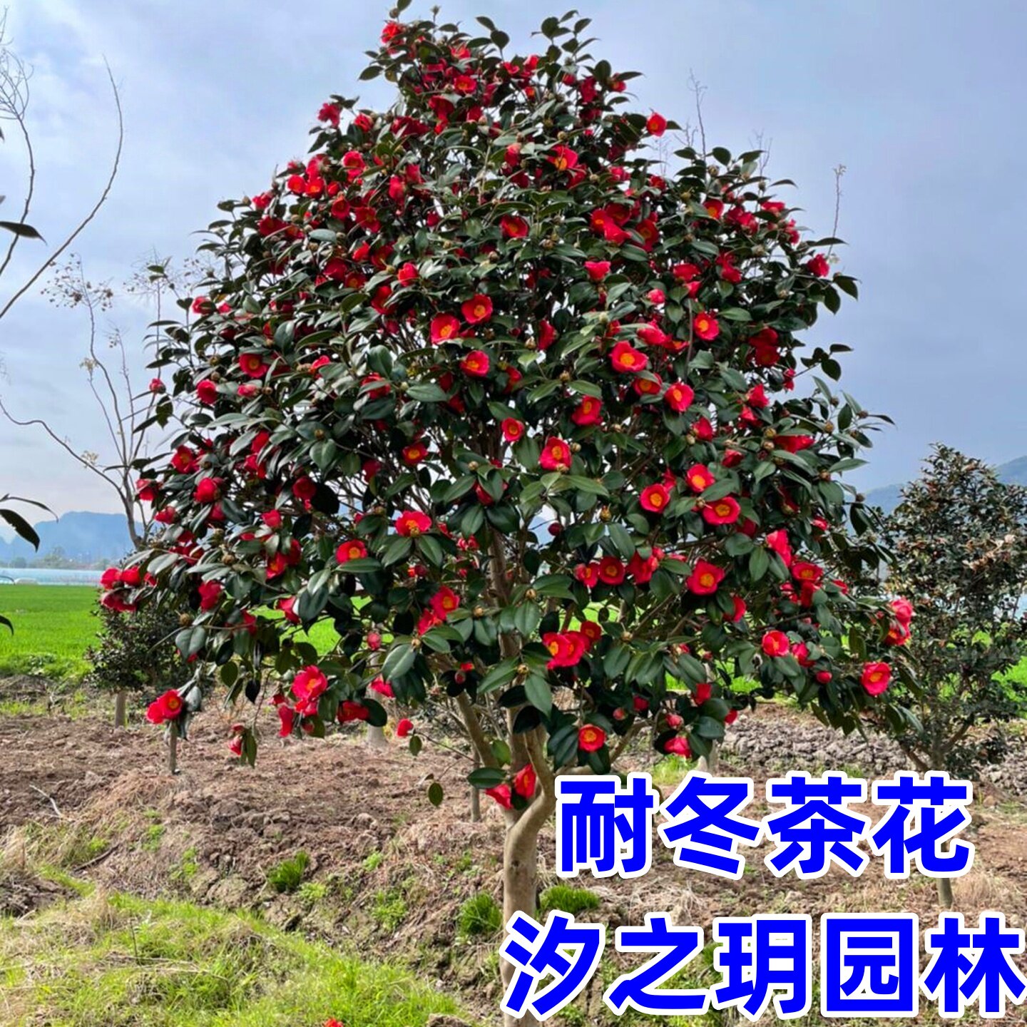 耐冬山茶花树苗庭院耐寒大型花卉四季常青植物耐冻茶花树苗绿植花