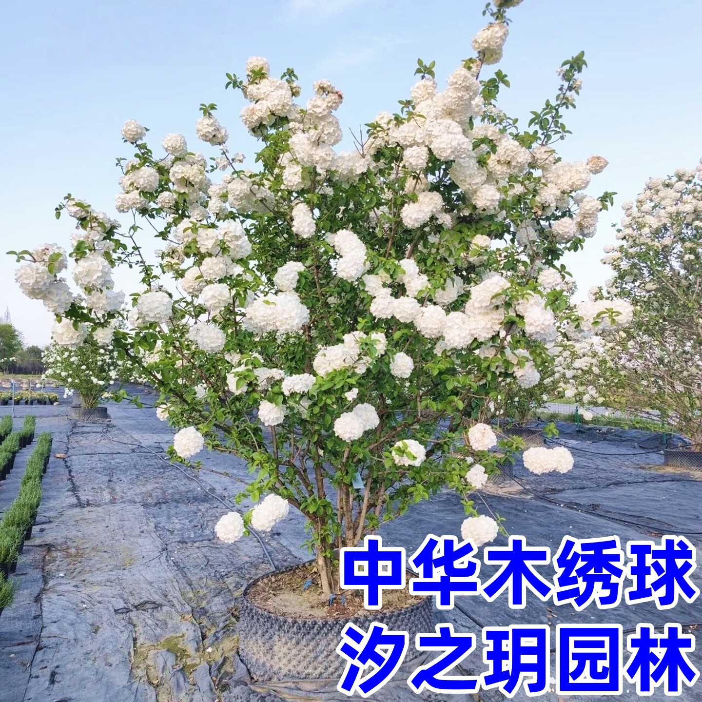 木绣球耐寒庭院风景树