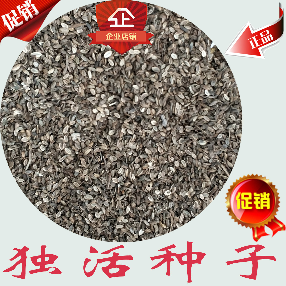 独活种子 独活 独活籽 大叶芹 东北牛防风 短毛独活 独活 药材种