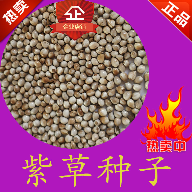 硬紫草种子 优质 新产 硬紫草种子 硬紫草 药材种子 多年生草本