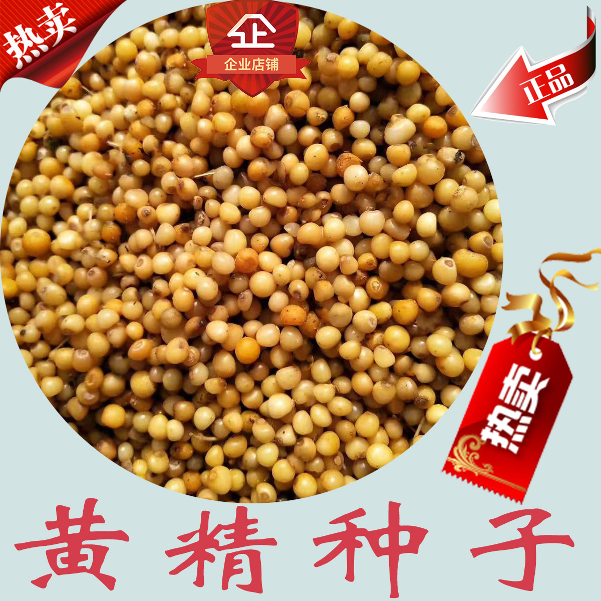 黄精籽 鸡头黄精种子 药材黄精 老虎姜 鸡头黄精 龙衔 药材种子