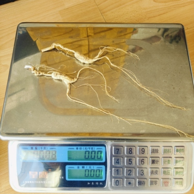 林下野播籽山参顺丰包邮