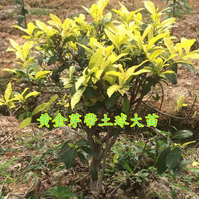 正宗黄金芽西湖龙井茶包邮树苗