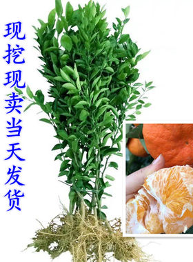 宁波柑橘晚熟带果树苗