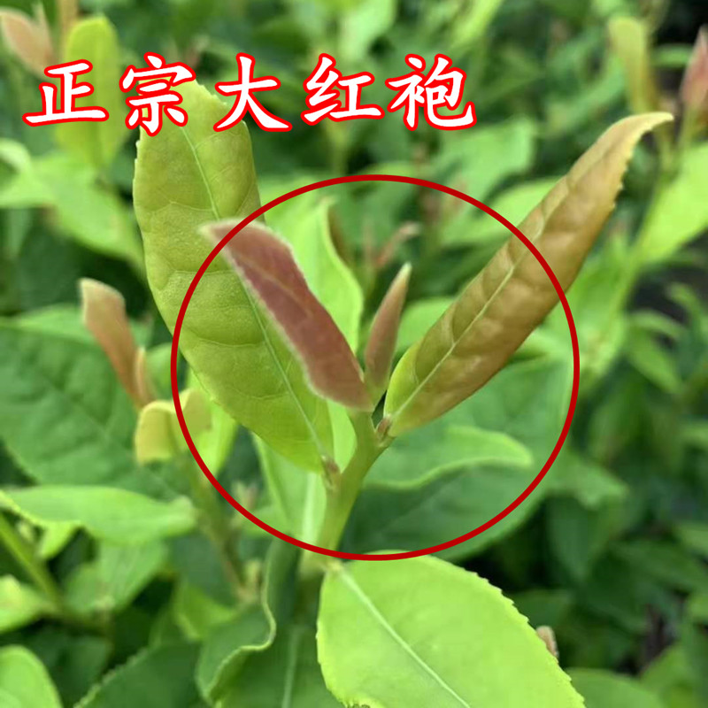 盆栽大红袍茶叶树苗庭院绿化红茶
