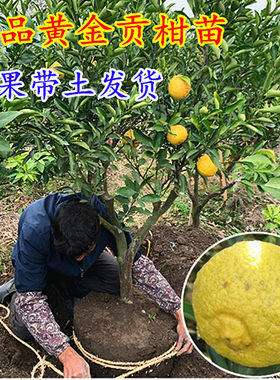 贡柑常青带果黄金贡柑树苗