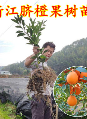 宁波赣南脐橙盆栽嫁接苗
