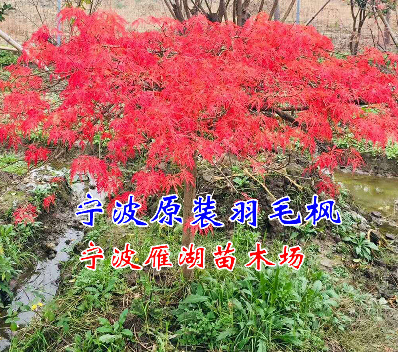 原装嫁接浙江猩猩枝垂羽毛枫苗 盆栽青龙羽毛枫树苗 红枫树苗
