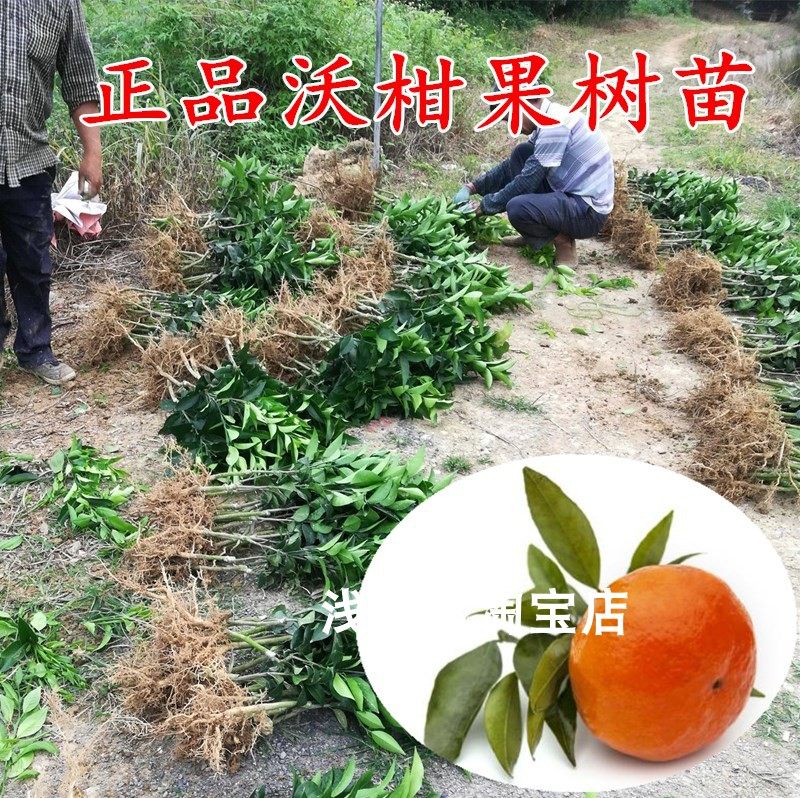 浙江宁波091无籽沃柑果树苗 盆栽柑橘树苗 庭院当年结果桔子树苗