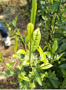 地栽福鼎安吉白茶茶树苗带土发货
