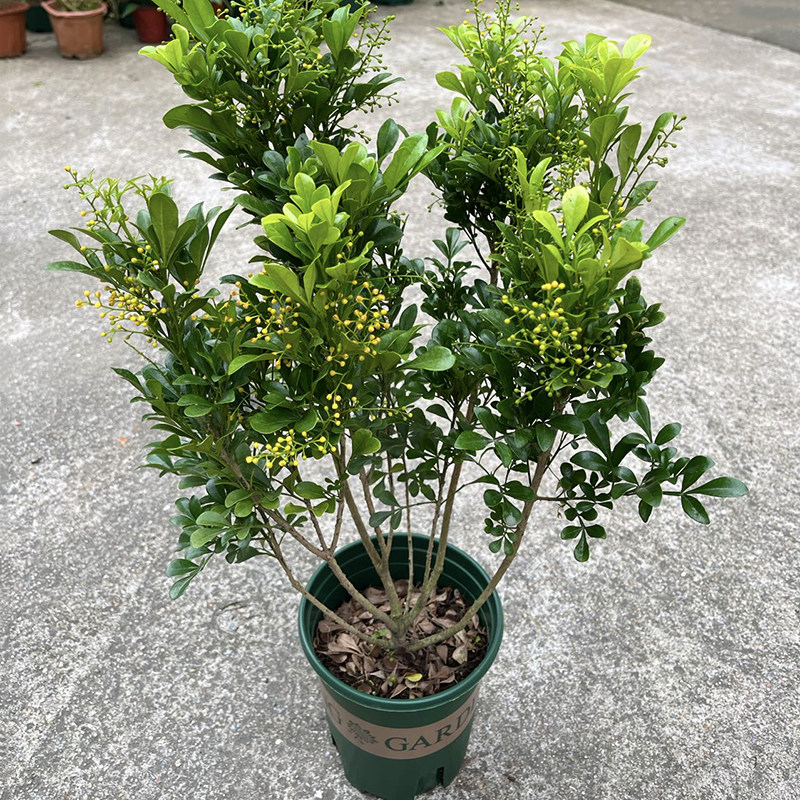 绿植浓香型客厅净化空气花卉植物图片