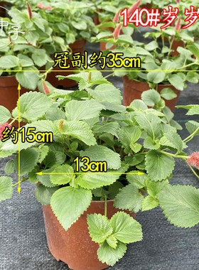 岁岁红盆栽 兔尾巴 红口草 红色吊兰 垂吊花卉四季狗尾红阳台盆花