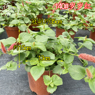 岁岁红盆栽 兔尾巴 红口草 红色吊兰 垂吊花卉四季狗尾红阳台盆花