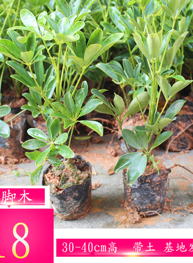 鸭脚木 绿植鸭爪木苗 小叶伞树 鸭脚木 矮伞树吸甲醛 常绿鹅掌树