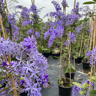 蓝花藤爆花植物 开花 许愿藤女王花环网红南方四季 泰国大叶蓝花藤