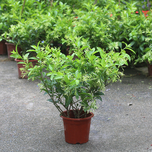 夜来香盆栽浓香型花卉夜来香树带花苞夏季驱蚊虫植苗物秋季开花