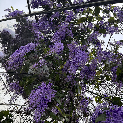 正宗泰国大叶蓝花藤 许愿藤女王花环网红南方 花园庭院拱门花墙