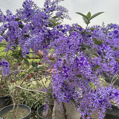 大叶蓝花藤南方四季爆花不断