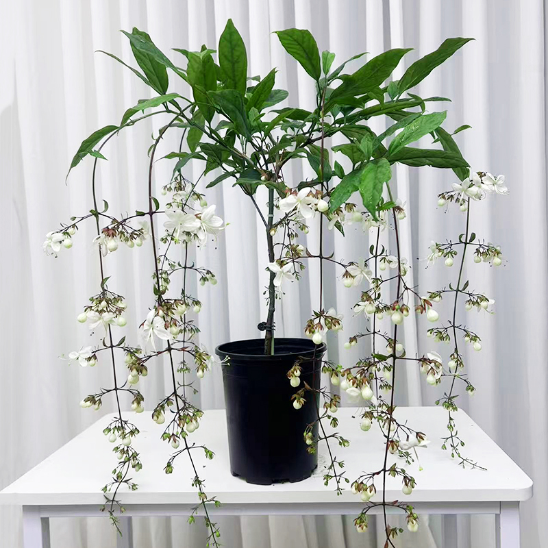 正宗泰国白玉蝴蝶垂丝茉莉长花序垂丝茉莉带花丝花苞室内散光盆栽