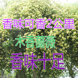 庭院爬藤攀援植物七里香木香花苗 蔷薇花苗花卉藤本月季 植物0 四季