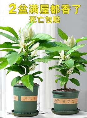四季开白兰花树苗盆地栽植物嫁接黄角黄桷白黄玉兰室内外浓香庭院