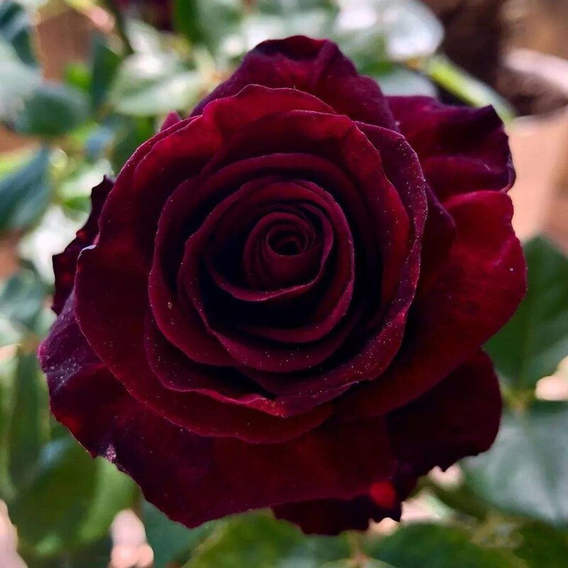 浓香大花玫瑰花苗黑巴克紫红色四季开阳台月季大苗盆栽花卉绿植物