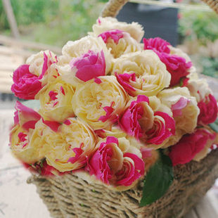 开花复色花庭院玫瑰盆栽 多季 花风月切黄双色月季 阳台灌木月季