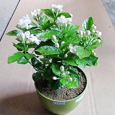茉莉花盆栽当年开花白色国花茉莉花室内芳香花卉清新宜人茉莉花