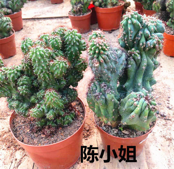仙人山虎头罗汉山影拳 仙人掌类沙生多肉植物 虎头山影 盆栽花卉