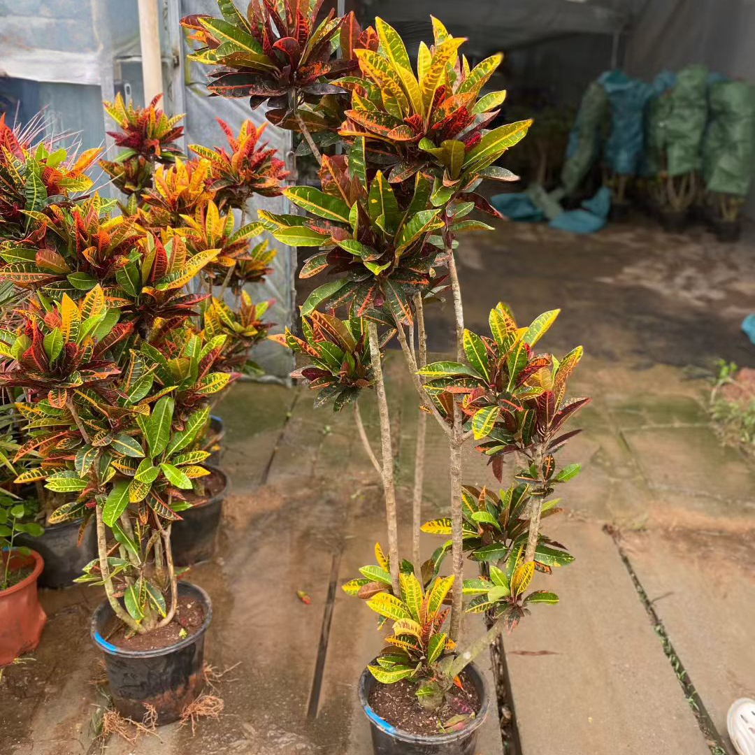 变叶木盆栽室内庭院大盆