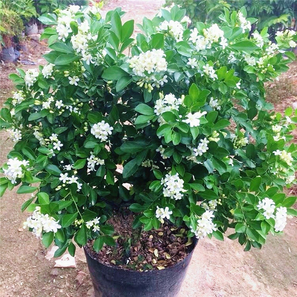 九里香四季长青绿植室内外盆栽七里香千里香浓香花卉驱蚊多季开花