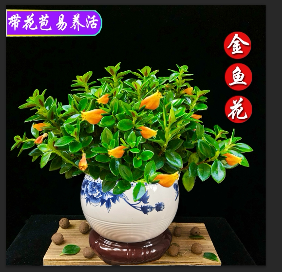 金鱼花吊兰花卉盆栽观花植物室内花绿植花盆办公桌面四季鲜花开花