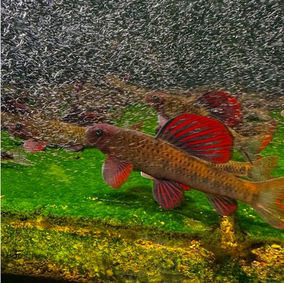 建德小鳔鮈底栖鱼天花板观赏鱼溪流原生鱼无黑点