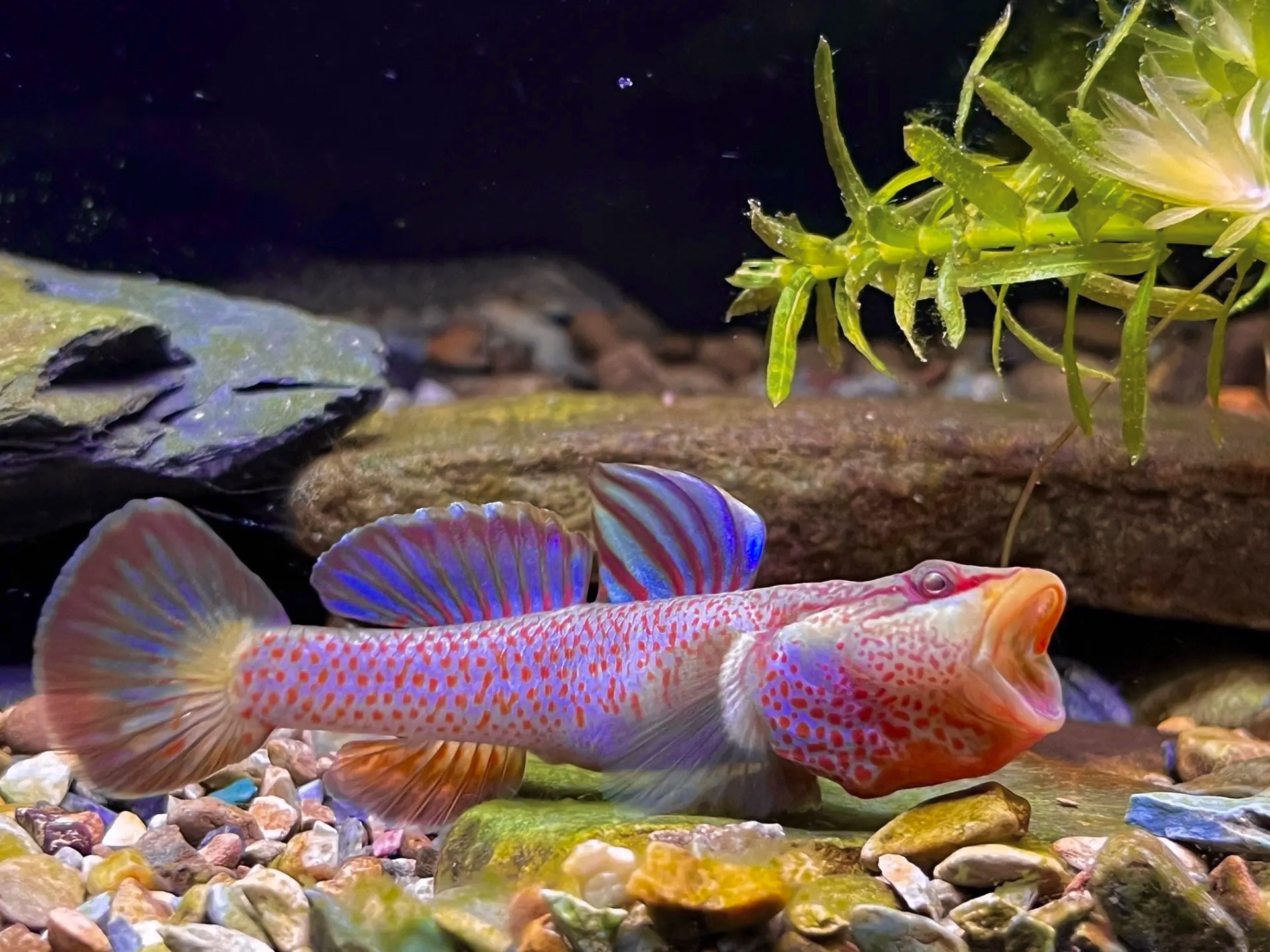 临安红神农虾虎星条旗虾虎蓝鳍神农溪吻虾虎原生鱼虾虎鱼溪流鱼缸