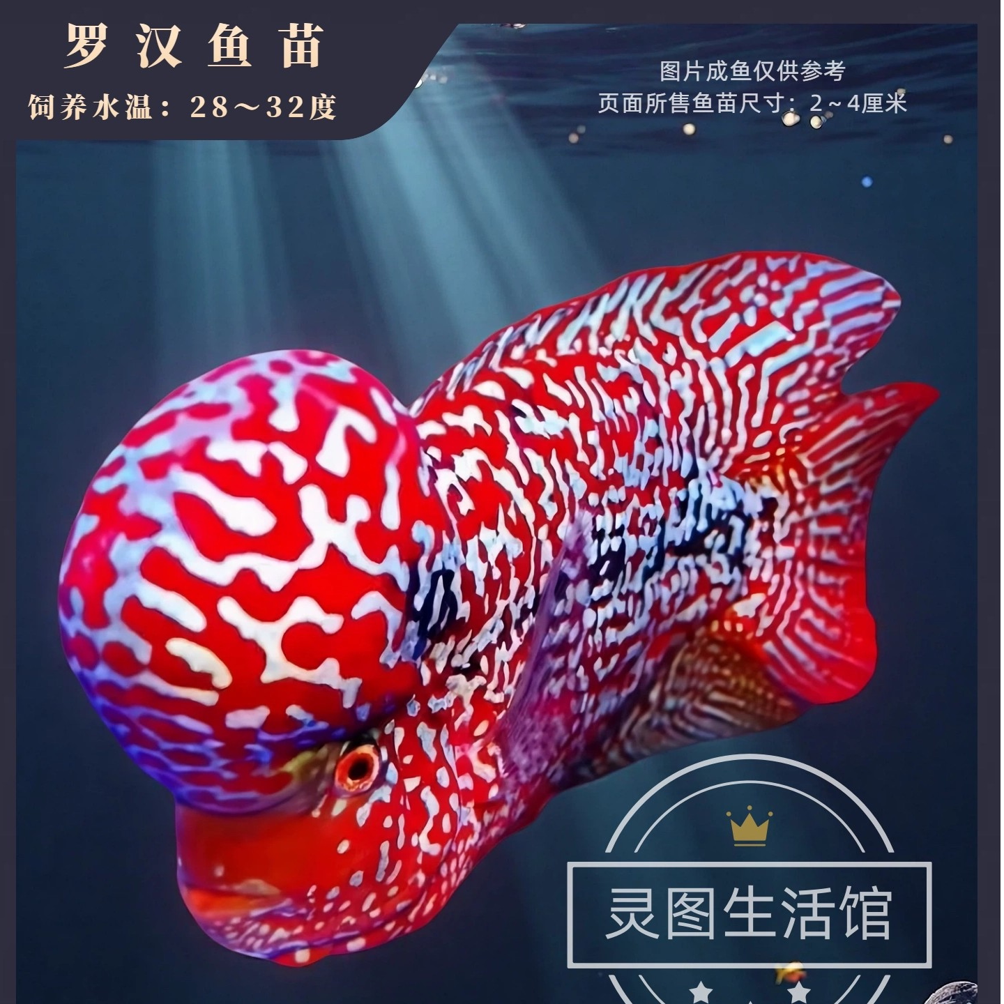 鸿运罗汉鱼苗亚成起头爆头泰国红马观赏鱼大型热带鱼苗金花火凤凰