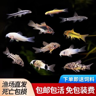 老鼠鱼金苔鼠琵琶白鼠花椒咖啡熊猫珍珠豹纹鼠底栖除藻清洁工具鱼