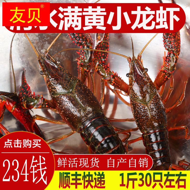 234钱3斤小龙虾鲜活龙虾苗活虾清水虾非湖北虾新鲜淡水虾龙虾苗种