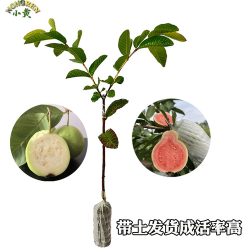 广西白心珍珠芭乐果树西瓜红心芭乐番石榴嫁接苗当年结果带土带叶