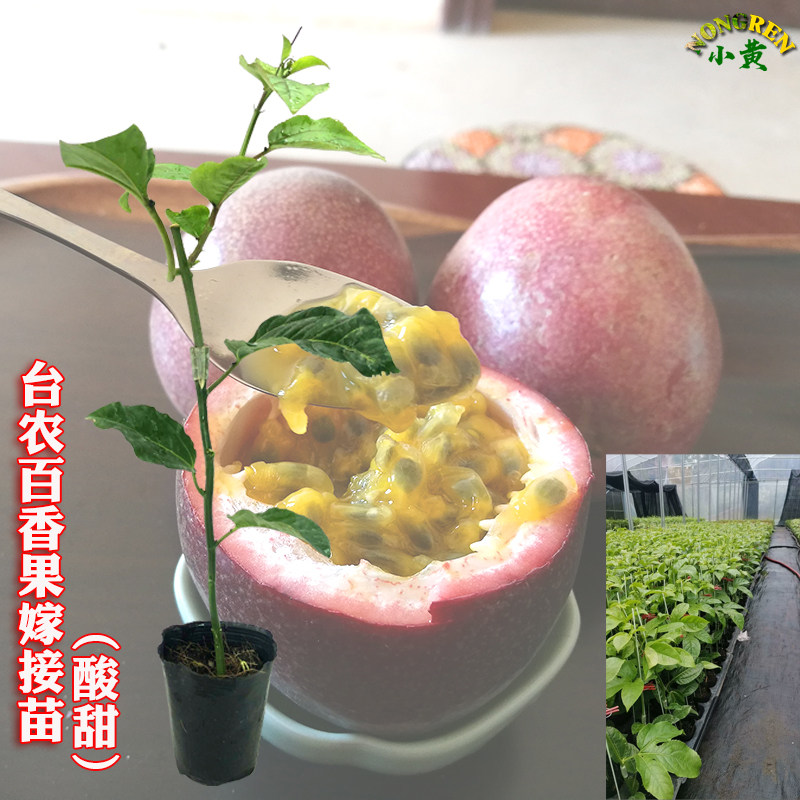 台农一号百香果苗当年高产抗寒图片