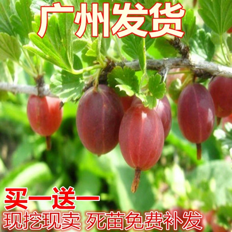 红醋栗果树苗盆栽灯龙树苗红绿灯笼果树苗适合南北方种植当年结果