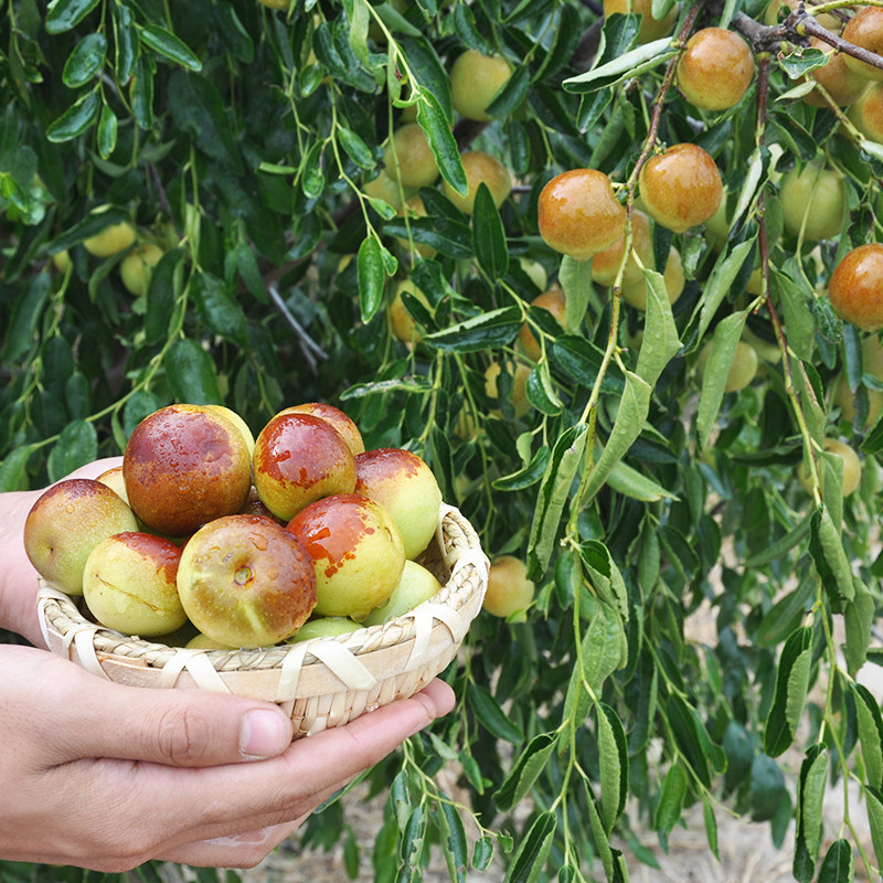 枣苗枣树苗嫁接果树苗南北方盆栽地栽庭院种植沾化金丝枣当年结果