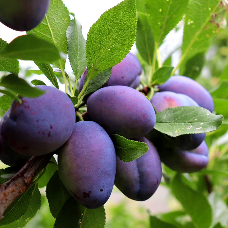 西梅苗嫁接西梅树南方北方地栽离合果树【西梅女神】9月下旬成熟