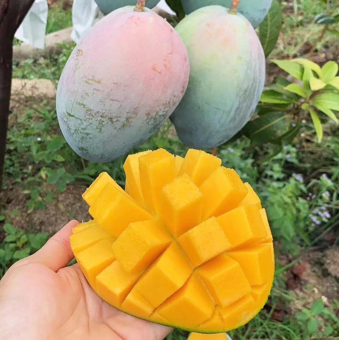 芒果树苗嫁接芒果苗南方北方种植澳芒四季芒红象牙金煌芒当苖