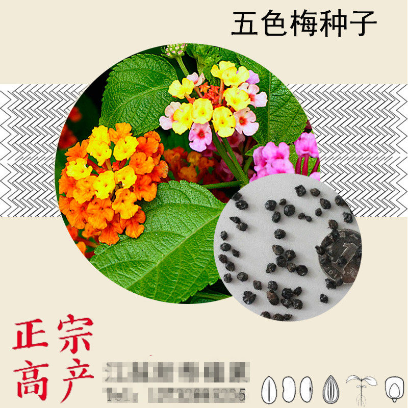 五色梅种子 如意草五彩花五室内阳台庭院四季播种花卉植物花籽