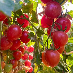 攀枝花的露天小番茄 坏8颗内不售后 番茄味浓